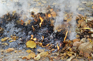 smoke from burning leaves  and orange flames of fire,they were gathered by cleaning