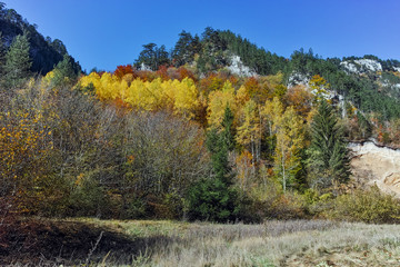 Fototapeta premium Amazing view of Yellow trees and Autumn view of Buynovsko gorge, Rhodope Mountains, Bulgaria