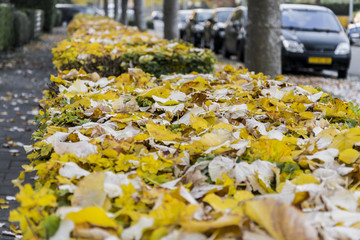 Yellow fallen leaves. Autumn street. Autumn.