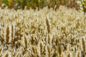 Fall color of Valyermo