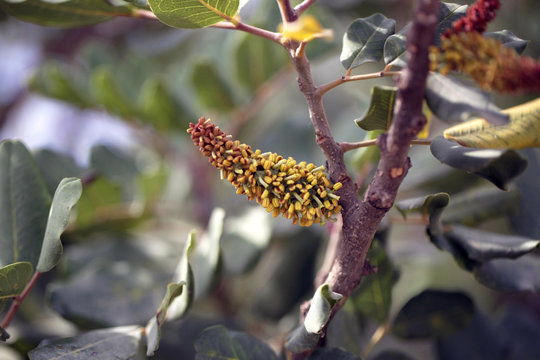 Chleb świętojański - drzewo, piękny detal