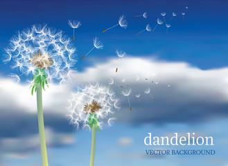 Naklejka premium dandelion 53401