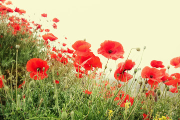 Obraz premium czerwone maki, ognisko lokalne, płytkie DOF, stonowane