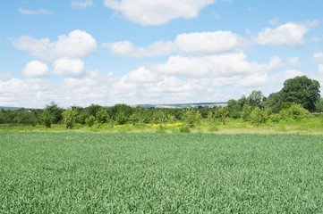 green wheat field in spring