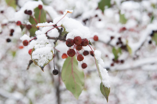 branch of wild apple tree with fruits in snow, local focus, shallow DOF