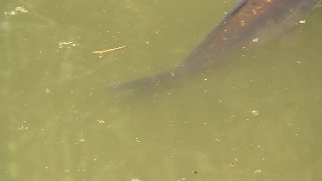 Ein Karpfen schwimmt im Fischteich