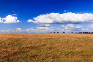Fototapeta premium Beautiful yellow field and clouds sky