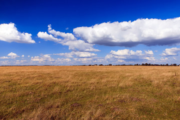 Obraz premium Beautiful yellow field and clouds sky