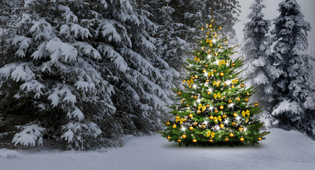 Weihnachtsbaum im Wald
