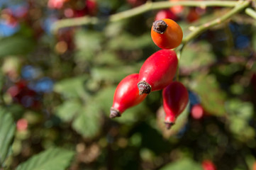 Rose hip (Rosa canina) plant