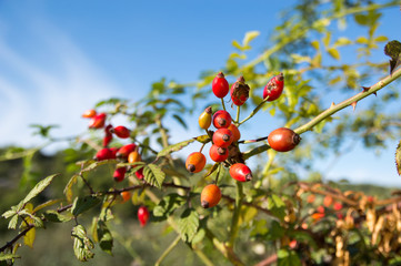 Rose hip (Rosa canina) plant