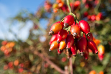 Rose hip (Rosa canina) plant