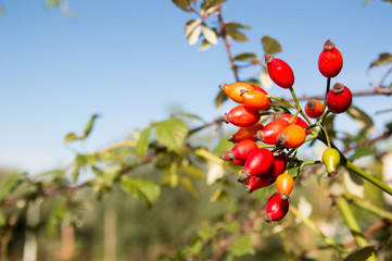 Rose hip (Rosa canina) plant