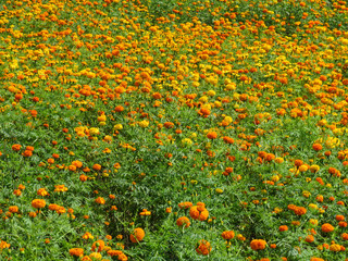 Field of Marigolds