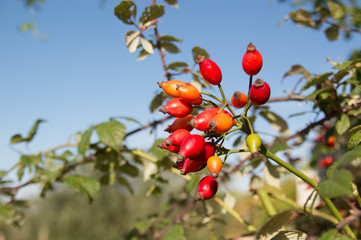Rose hip (Rosa canina) plant