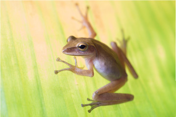 Golden Tree Frog, Common Tree Frog,Polypedates leucomystax