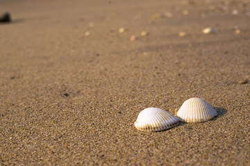 Fototapeta na wymiar Close-up of two shells on the beach, shallow DOF