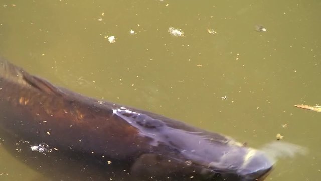 Ein Karpfen schwimmt im Fischteich