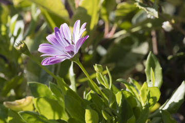 Obraz premium aster in bloom in the garden