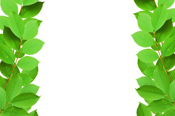 Green leaves frame isolated on white background