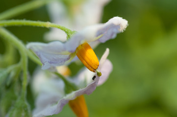 Fleur de pomme de terre