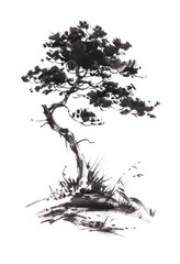 Ink illustration of growing pine tree with some grass. Sumi-e, u-sin, gohua painting stile. Silhouette made up of black brush strokes isolated on white background.