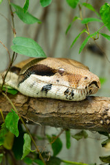 portrait snake