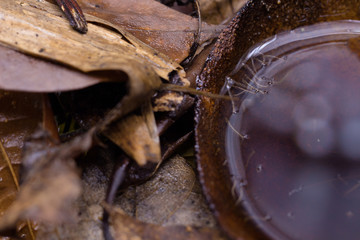 Dengue hemorrhagic fever., gnats, Instar with shell mosquitoes.M