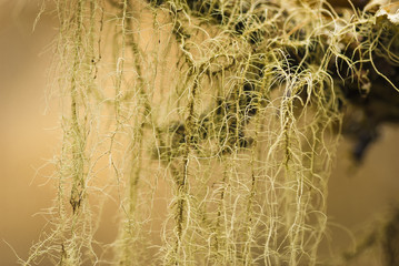 A macro landscape image of lichen, Usnea, hanging off a tree branch.
