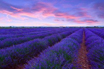 Lavender field summer sunset landscape