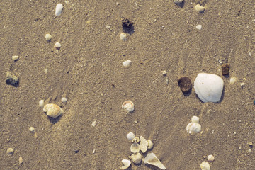 Shells on the beach