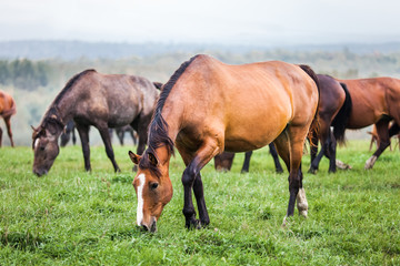 Naklejka na ściany i meble Horses grazing in a meadow