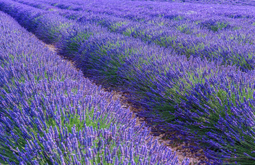 Fototapeta na wymiar Sunset over a violet lavender field in Provence