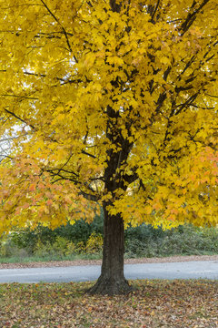 Yellow Maple Tree In Autumn