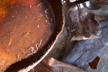 gnats; mosquitoes; larvae,Mosquito larvae in dirty water and you