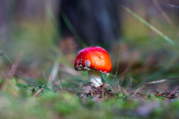 Toadstool