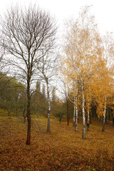  Different views of autumn scenery