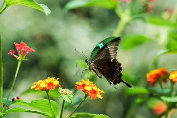 Tropical butterfly Papilio palinurus