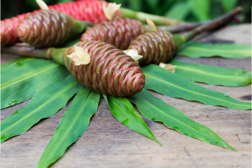 Shampoo Ginger, Wild Ginger (Zingiber zerumbet (L.) Roscoe ex Sm