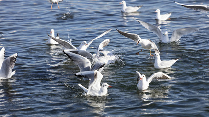 seagull flying on sea