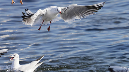 seagull flying on sea