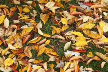 Gelb verfärbtes Herbstlaub