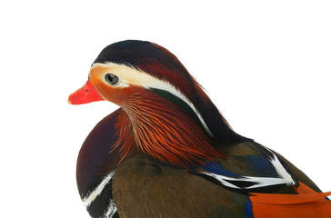 portrait male mandarin duck