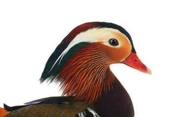 portrait male mandarin duck