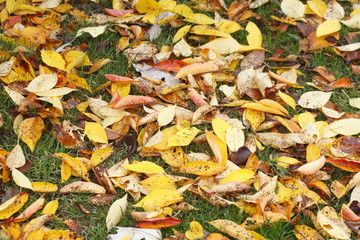 Gelb verfärbtes Herbstlaub