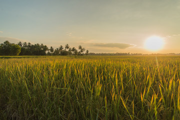Rice fields with sunset.