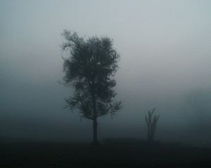 Fototapeta premium Foggy morning with dead tree and live tree, heavy mist in the blue hour before sunrise