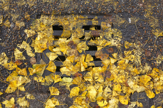 Kanaldeckel mit gelben Herbstlaub