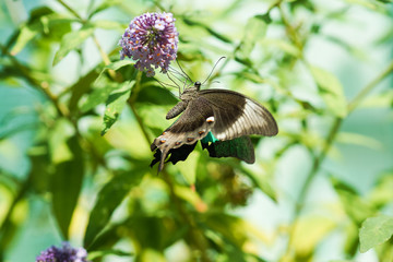 Tropical butterfly Papilio palinurus