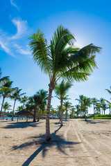 Plakat paradise tropical beach palm